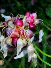 Allium roseum roseum