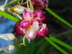 Allium roseum roseum