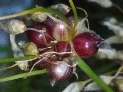Allium roseum roseum