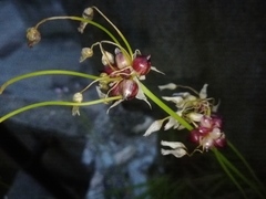 Allium roseum roseum