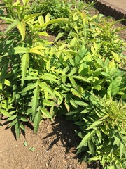Patrinia scabiosifolia