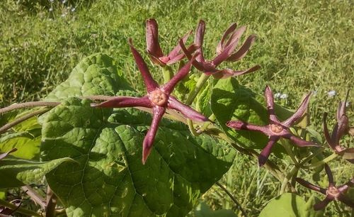 Image of Matelea obliqua by no rights reserved