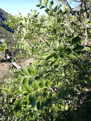 Ptaeroxylon obliquum