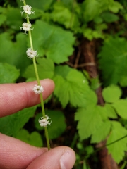 Ozomelis stauropetala