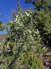Ptaeroxylon obliquum
