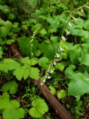 Ozomelis stauropetala