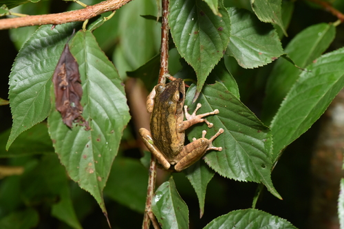 Upland Treefrog, Polypedates braueri