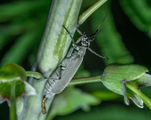 Ashgray blister beetle photo 3
