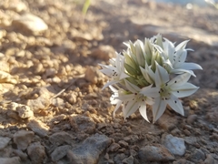 Allium nevadense