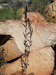 Adromischus sphenophyllus