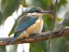 Todiramphus sanctus sanctus