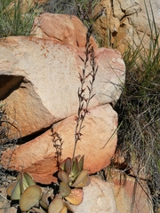 Adromischus sphenophyllus