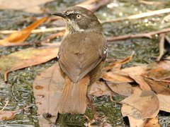 Sericornis frontalis frontalis