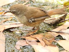 Sericornis frontalis frontalis