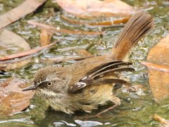 Sericornis frontalis frontalis