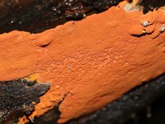 Hypoxylon crocopeplum