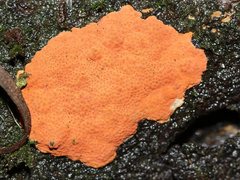 Hypoxylon crocopeplum