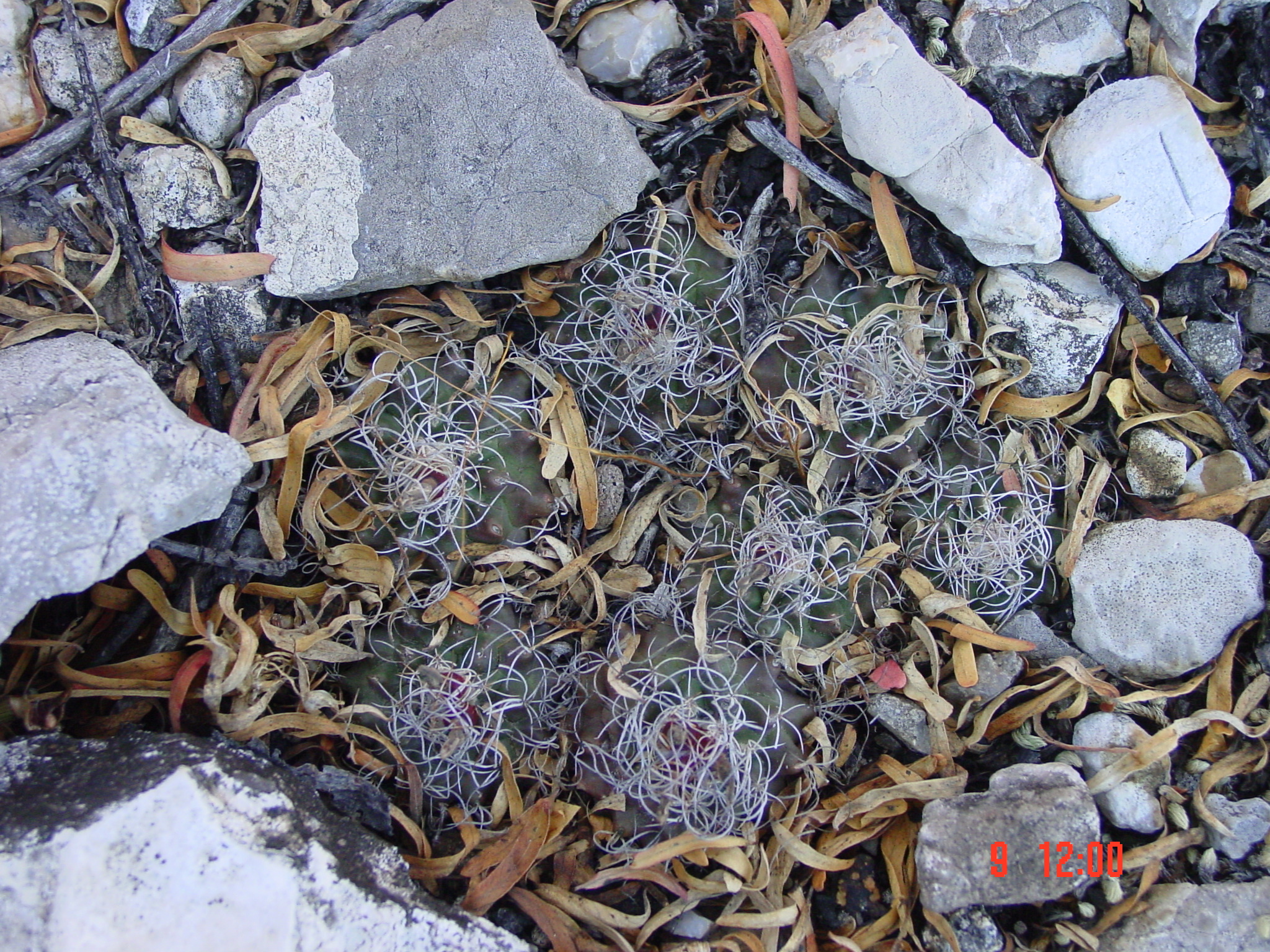 Kadenicarpus pseudomacrochele subsp. krainzianus