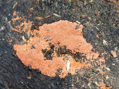 Hypoxylon crocopeplum