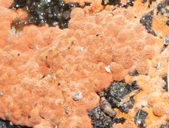 Hypoxylon crocopeplum