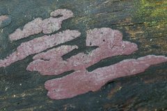 Hypoxylon rubiginosum