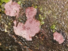 Hypoxylon rubiginosum