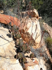 Adromischus sphenophyllus