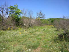 Lilioceris faldermanni