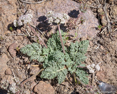 Lomatium nevadense nevadense