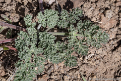 Lomatium nevadense nevadense