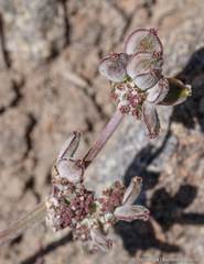 Lomatium nevadense nevadense