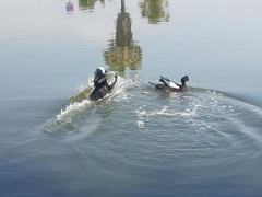 Cairina moschata domestica