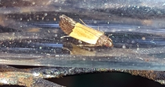 Anacampsis coverdalella