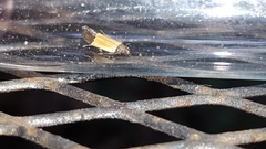Anacampsis coverdalella