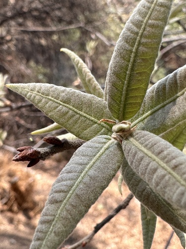 Quercus crassipes