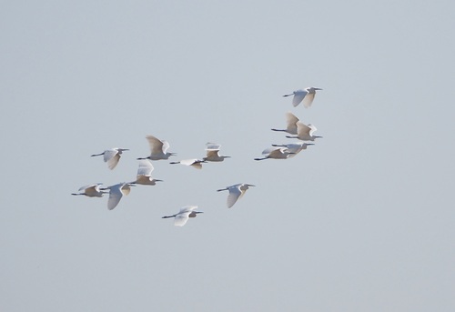 Snowy Egret photographed in New Mexico