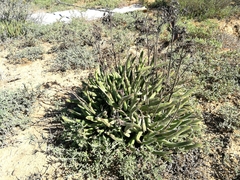 Cotyledon campanulata