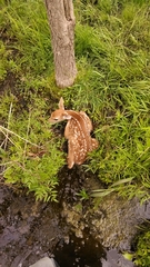 Odocoileus virginianus