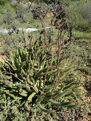 Cotyledon campanulata