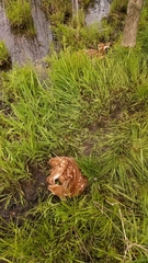 Odocoileus virginianus