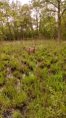 Odocoileus virginianus