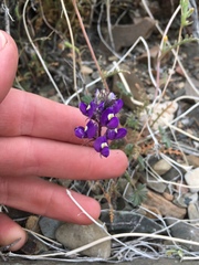 Lupinus flavoculatus