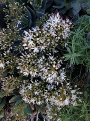 Crassula lactea