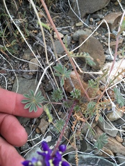 Lupinus flavoculatus