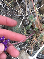 Lupinus flavoculatus