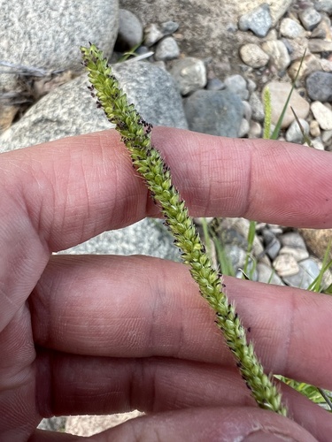 Marsh bristlegrass (Setaria parviflora)