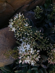Crassula lactea