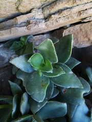 Crassula lactea