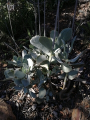Cotyledon