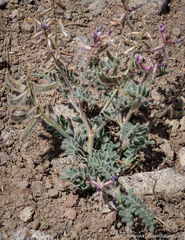 Astragalus malacus